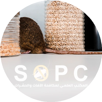 جرذ أو فأر بني يختبئ في المطبخ مثل الذي في القاهرة مصر