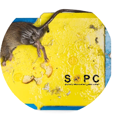 a rat stuck on a yellow glue board featuring the logo of SOPC