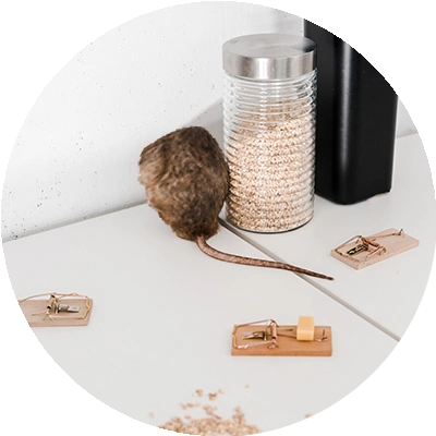 brown rat surrounded by rodent traps with its back turned to the camera