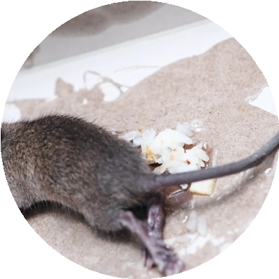 mouse or rat trapped on a sticky board trap