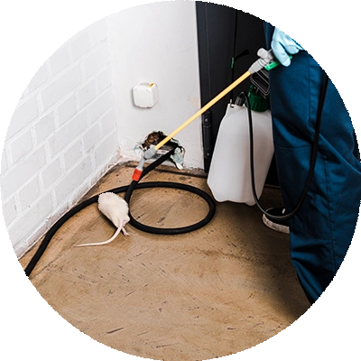 rat exterminator corners a white rat in the corner