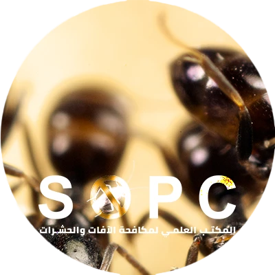 ant infestation actively feeding before ant exterminators in cairo eliminate them