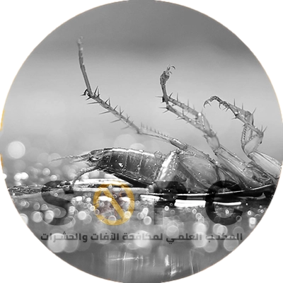 Dead small cockroach on the floor with SOPC logo watermark